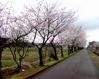 Cerisiers en Fleurs