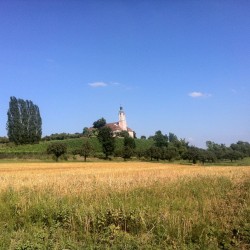 A pink church in a yellow field with a blue sky in the background.