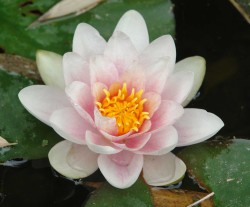 Fleur de Nénuphar