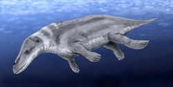 Rodhocetus kasrani, un ancêtre des cétacés actuels en train de nager sous l'eau.
