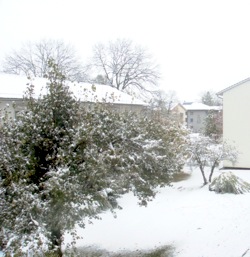 Snow - 2008-10