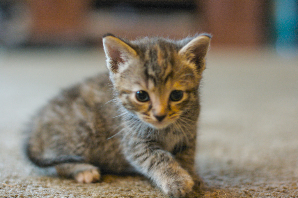 A Kitten